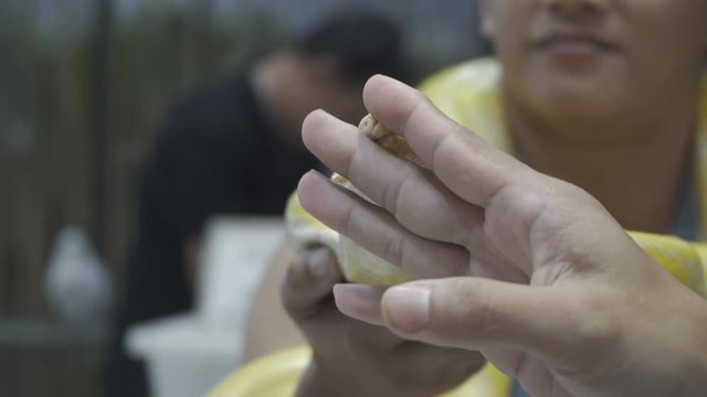 Albino burmese python is curled up. Its pet tame.