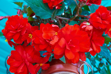 Numerous bright flowers of tuberous begonias (Begonia tuberhybrida) in garden.