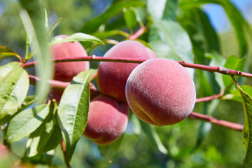 Sweet peach fruits growing on a peach tree branch in the garden
