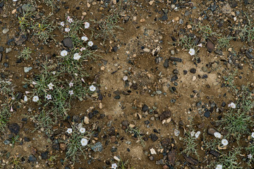 The texture of fine stone on the ground with grass and flowers. Background Image Macro Photography