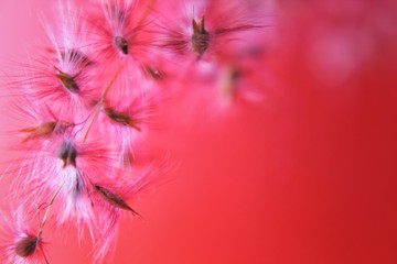 flower on a red background