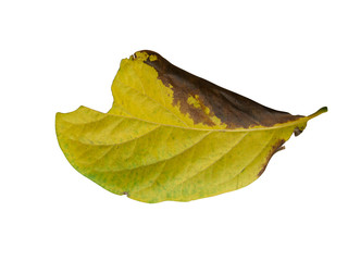 Fototapeta premium isolated dry leaves with clopping path on white background