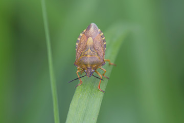 Carpocoris is a genus of shield bug in the family Pentatomidae.
