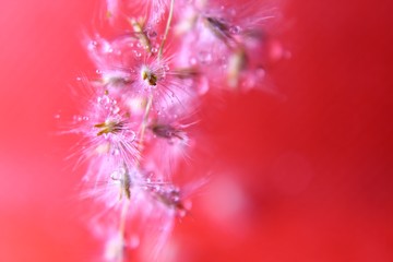 closeup of red flower