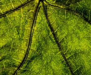 Background image of a leaf of a tree close up. A green leaf of a tree is a big magnification. Macro shooting.