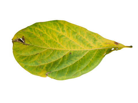 isolated  dry leaves with clopping path on white background