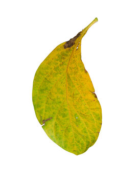 isolated  dry leaves with clopping path on white background