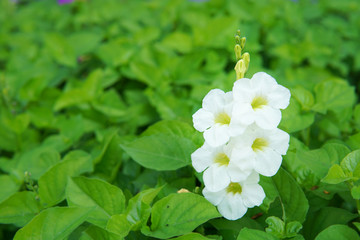 Chinese violet, Coromandel, Ganges primrose, Philippine violet