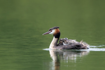 Great Crested Grebe with Young