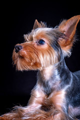 Yorkshire Terrier, dog pet, puppy beloved friend