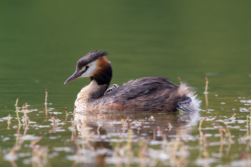 Great Crested Grebe with Young
