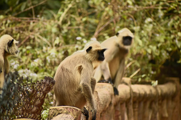black faced langur monkeys