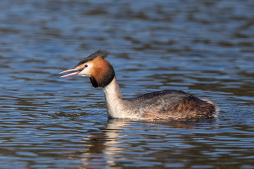 Great Crested Grebe