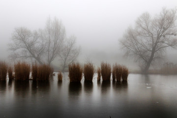 Frozen lake in the fog. Reflection of reeds.