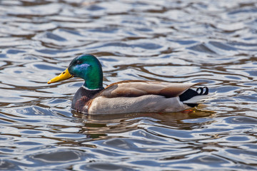 Male Mallard (Anas platyrhynchos) on the water