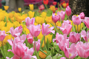 Pink Tulips blooming with blur background of yellow tulips in the garden