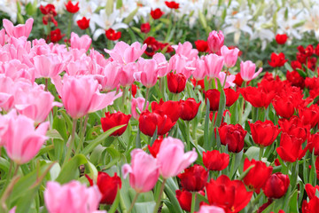Pink Tulips and Red tulips blooming with blur background of white lilly in the garden