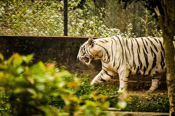 white bengal tiger