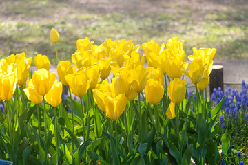 Yellow Tulip Flowers blooming in the garden