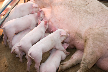 Newborn piglets feeding from mother pig in the farm. .Suckling piglets suckling a sow farm.