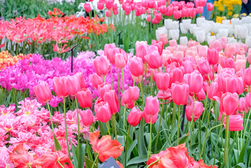 Kuekenhof garden with Blooming Pink Tulip field in indoor pavilion, Amsterdam, Netherlands