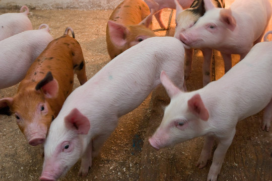 Little piglets at the pig farm, pink and brown