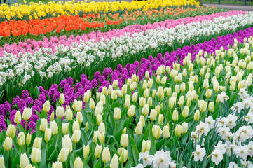 Kukenhof Garden with row field Colorful Blooming Tulips field in Amsterdams, Netherland