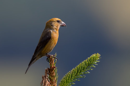 Crossbill Perched in Tree