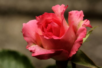 Rosa profumata 