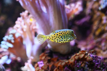 Obraz premium an ostraciidae fish swims in the pacific ocean