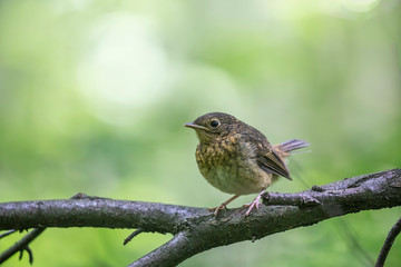 A young European robin (Erithacus rubecula) is sitting on a branch.