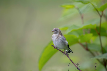 female European Goldfinch (Carduelis carduelis) sits on a branch of grass