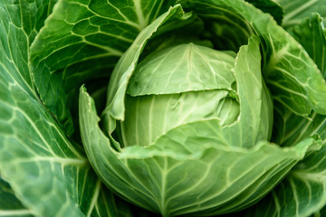 Fototapeta na wymiar Fresh cabbage growing in garden. Harvesting cabbage.
