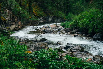 Atmospheric green forest landscape with mountain creek in rocky valley. Beautiful mystery taiga with wild river. Vivid scenery of forest freshness. Rich greenery on mossy rocks along mountain river.
