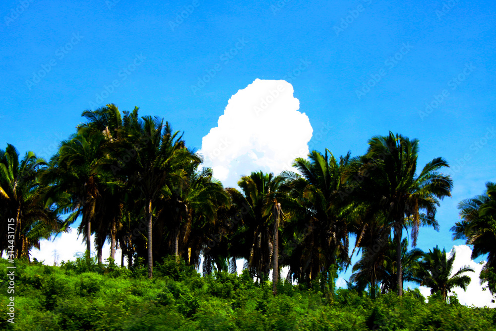 Poster palm trees and blue sky