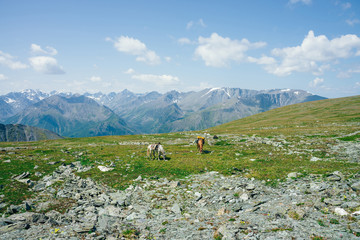 Fototapeta na wymiar Two beautiful horses is grazing on green alpine meadow among big snowy mountains. Wonderful scenic landscape of highland nature with horses. Vivid mountain scenery with pack horses and giant glaciers.