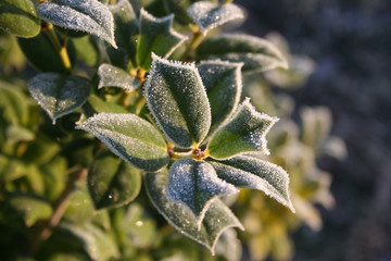Holly bush covered with frost  in the garden on winter  Ilex cornuta bush