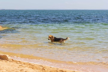 a mongrel dog cools in seawater on a hot summer day