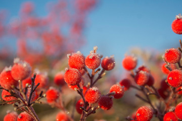 Close- up of  Heavenly bamboo beautiful red berries covered with frost. Nandina domestica bush in winter. Christmas or winter background 