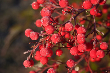 Close- up of  Heavenly bamboo beautiful red berries covered with frost. Nandina domestica bush in winter. Christmas or winter background 