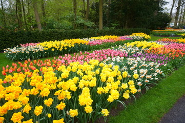 Keukenhof garden in netherlands