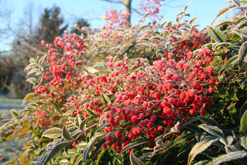Heavenly bamboo bush with red berries covered with frost. Nandina domestica bush in winter in the garden 