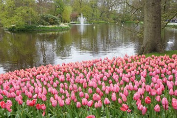 Fototapeta premium Keukenhof garden in netherlands