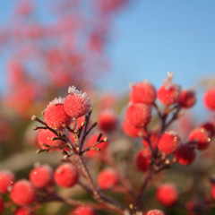 Close- up of  Heavenly bamboo beautiful red berries covered with frost. Nandina domestica bush in winter. Christmas or winter background 