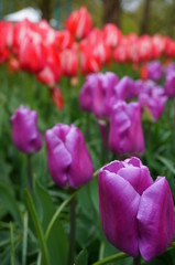 Keukenhof garden in netherlands