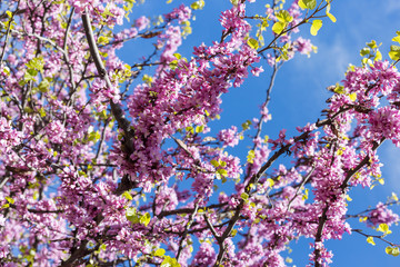 Blossom of judas tree in spring