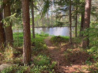 Trail in forest with water