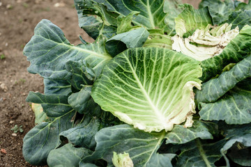 Naklejka premium Picking fresh cabbage by hand with a knife. Harvesting cabbage.