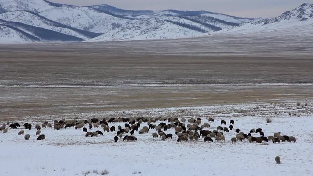 Spacious pasture among mountain peaks, winter, ground is covered with snow, lot of dead grass, plain at foot of mountain ranges, herd of sheep on pasture, cattle, large herd, farm in mountains, free