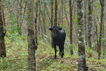 Cow In The Deep Jungle